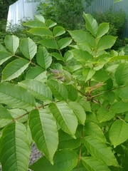 Fraxinus mandshurica