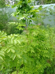 Fraxinus mandshurica