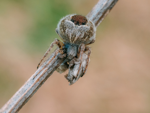 Photo of Gorse Orbweaver (Agalenatea redii)