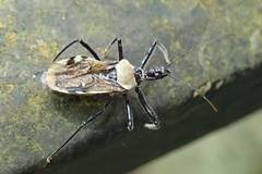 Biasticus abdominalis