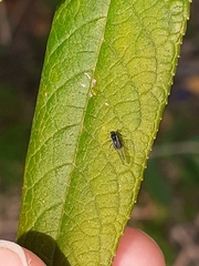 Pterygota