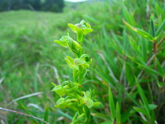 Platanthera mandarinorum pachyglossa