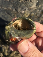 Clibanarius taeniatus