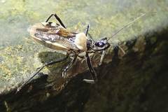 Biasticus abdominalis