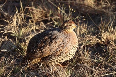 Campocolinus coqui coqui