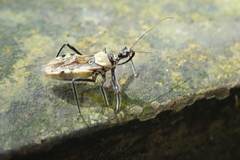 Biasticus abdominalis