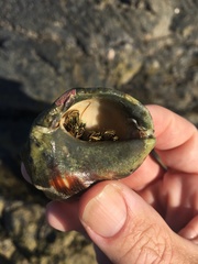 Clibanarius taeniatus