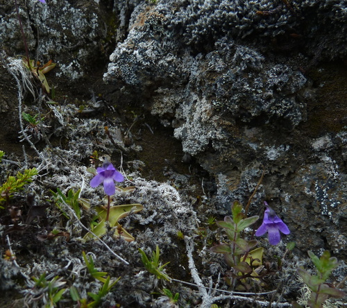 tučnica obyčajná pravá (Pinguicula vulgaris vulgaris)