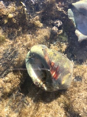 Clibanarius taeniatus