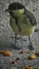 Parus
