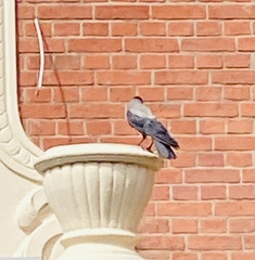 Corvus cornix