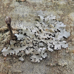 Parmotrema gardneri
