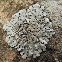 Hypotrachyna mcmulliniana