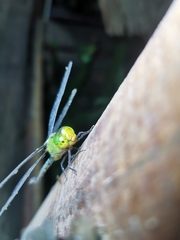 Gynacantha basiguttata