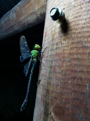 Gynacantha basiguttata