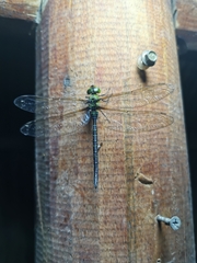Gynacantha basiguttata
