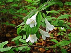 Weigela praecox