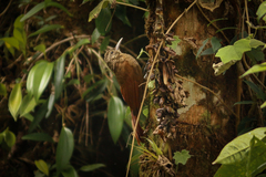 Dendrocolaptes picumnus