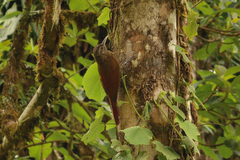 Dendrocolaptes picumnus