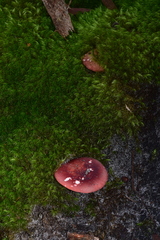 Russula persanguinea