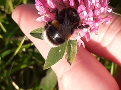 Bombus