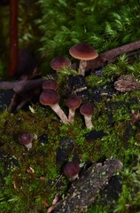 Hypholoma brunneum