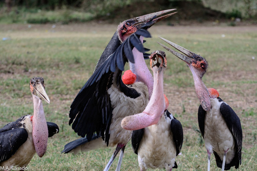 Marabou Stork