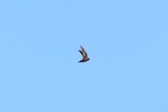 Cypseloides cherriei