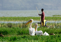 Pelecanus onocrotalus