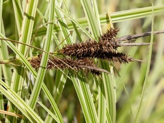 Carex wahuensis