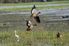 Alopochen aegyptiaca