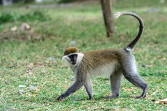 Chlorocebus aethiops