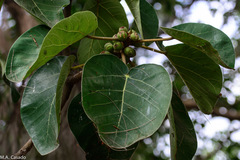 Ficus vasta