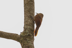 Dendrocolaptes picumnus