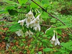 Weigela praecox