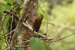 Dendrocolaptes picumnus