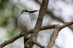 Halcyon senegalensis