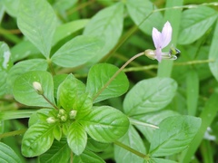 Cleome rutidosperma