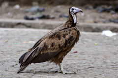 Necrosyrtes monachus