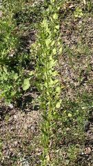 Thlaspi arvense