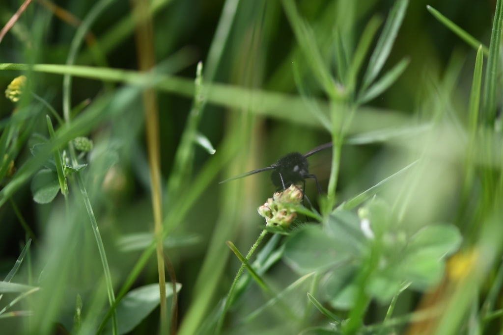 Bombylius fuscus