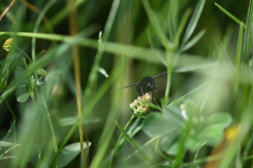 Bombylius fuscus