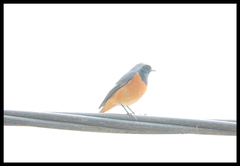 Phoenicurus hodgsoni