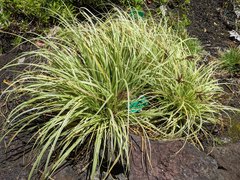 Carex wahuensis