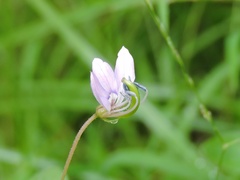 Cleome rutidosperma