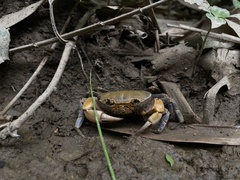 Demanietta khirikhan