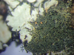 Leptogidium contortum