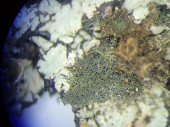 Leptogidium contortum