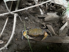 Demanietta khirikhan