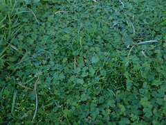 Hydrocotyle bowlesioides